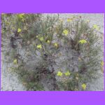 Yellow Evening Primerose.jpg